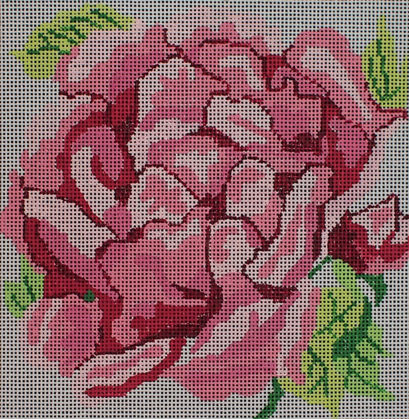 "Small Cabbage Rose Canvas"